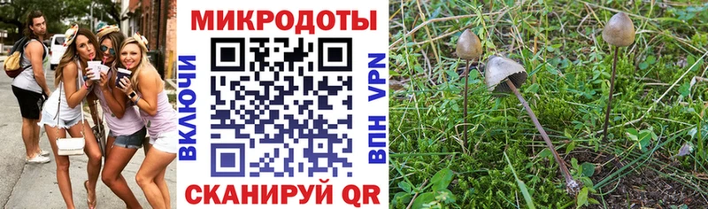 Купить где  Черногорск  Галлюциногенные грибы Magic Shrooms 